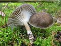 Hygrophorus camarophyllus